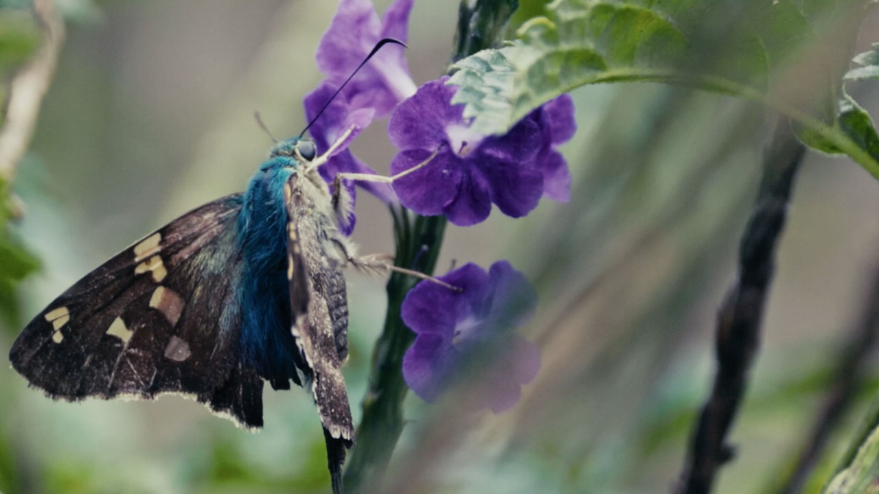 Imagen Medellín pagará por conservar y cuidar la biodiversidad (4)