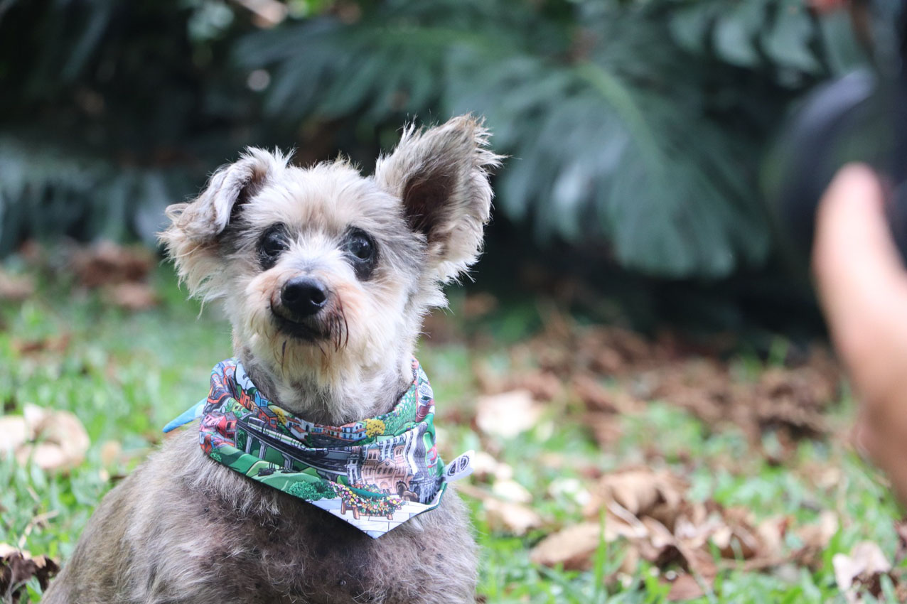 Imagen adopción-La Perla (1)
