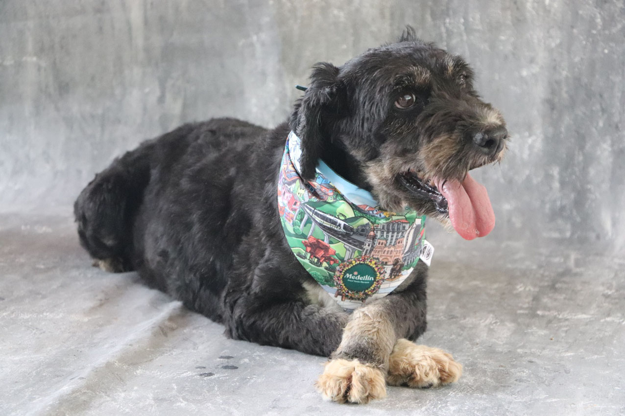 Imagen adopción-La Perla (2)