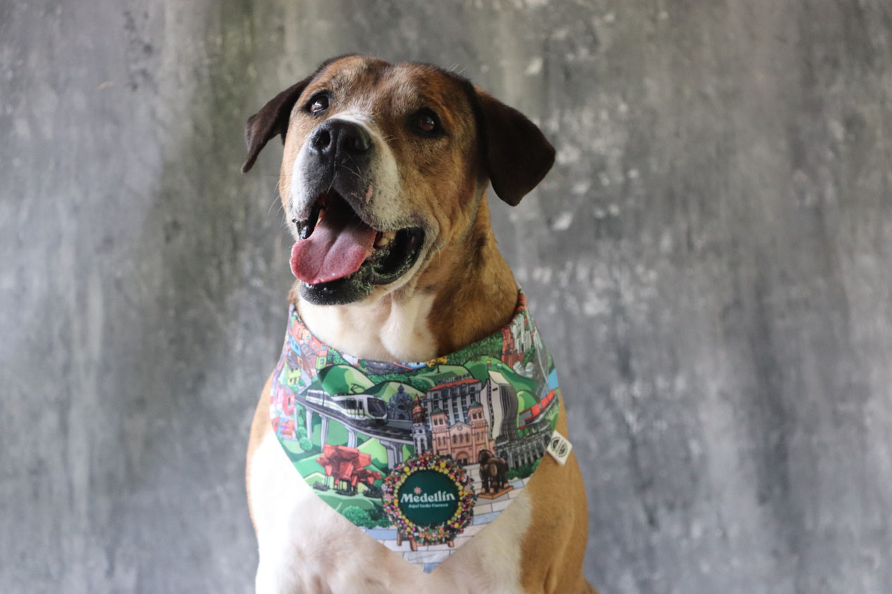 Imagen adopción-La Perla (2)