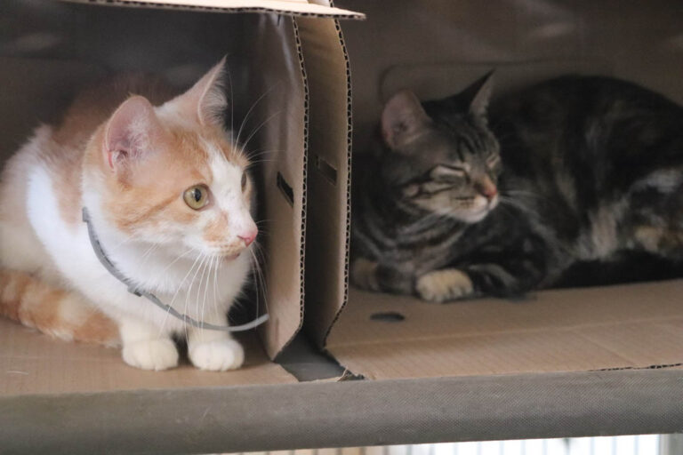 Imagen de dos gatos