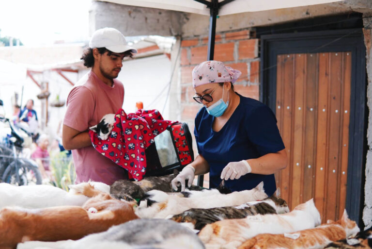 Imagen de personal veterinario en jornada de esterilización de gatos