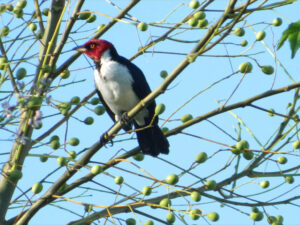 Imagen de un pájaro en un árbol