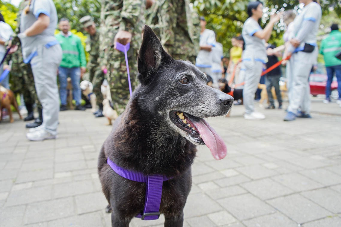 Imagen de un perro en una plaza