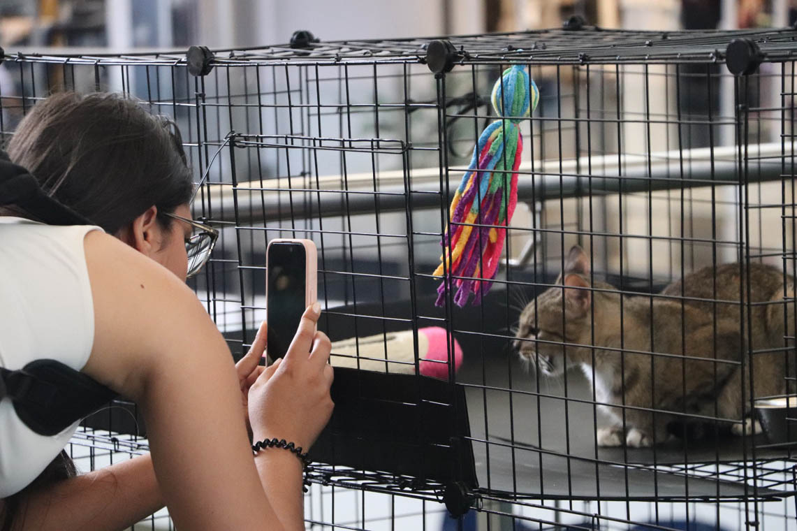 Imagen de una mujer tomando foto de un gato