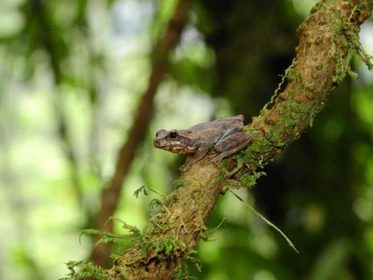 Imagen de una pequeña rana en una rama de un árbol