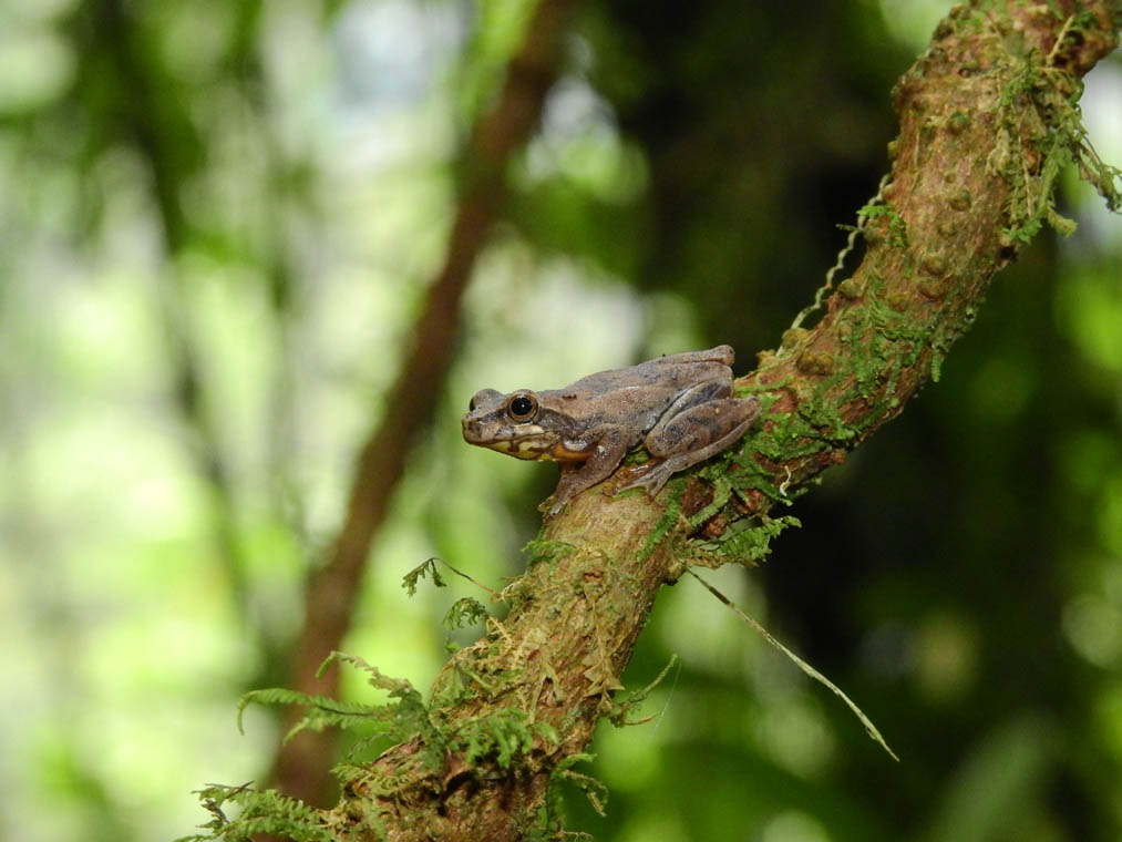 Imagen de una pequeña rana en una rama de un árbol