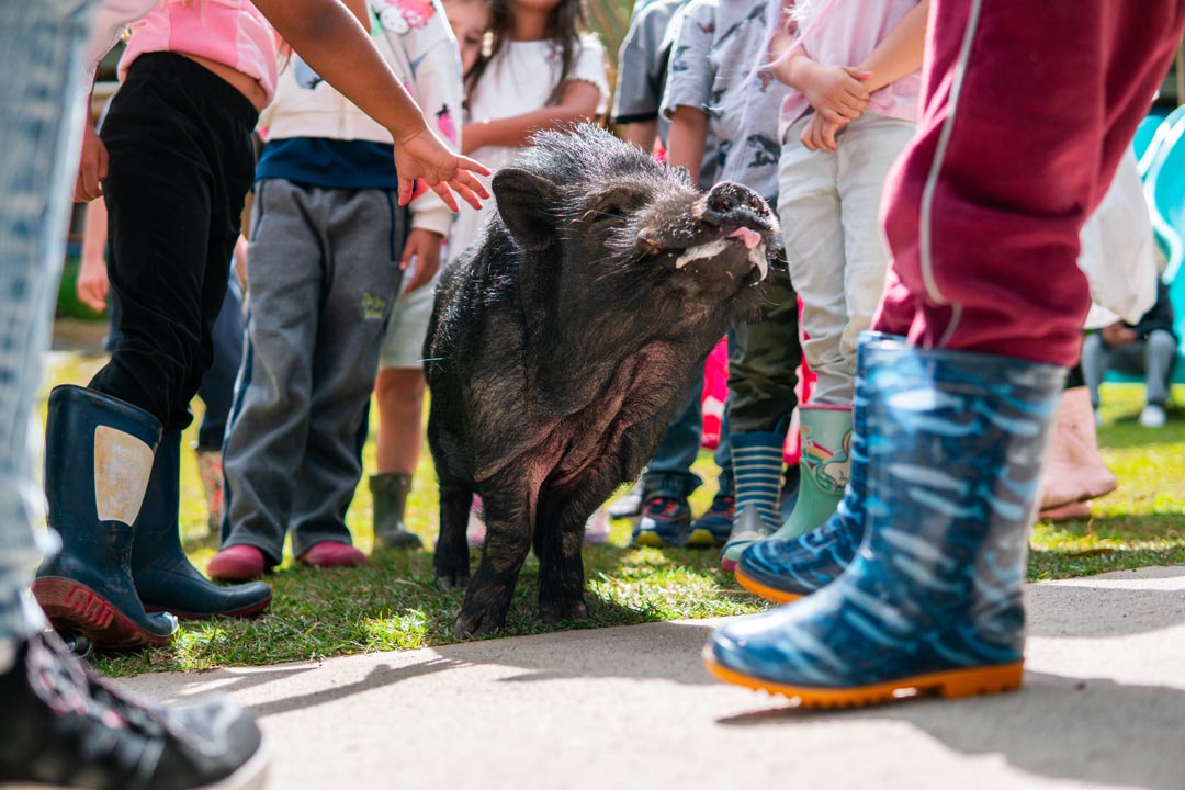 Imagen el minipig que en Medellín enseña a los niños a cuidar la vida