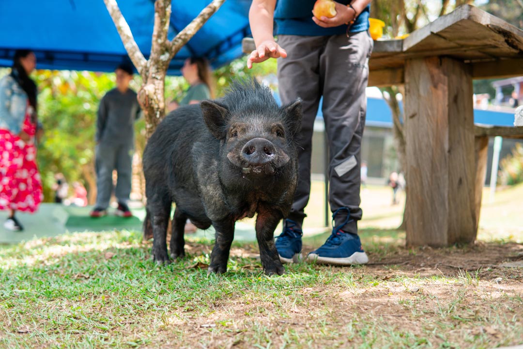 Imagen el minipig que en Medellín enseña a los niños a cuidar la vida