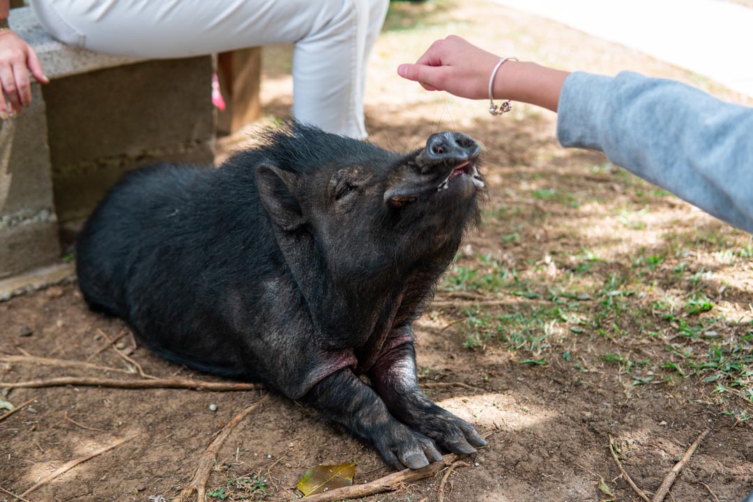 Imagen el minipig que en Medellín enseña a los niños a cuidar la vida