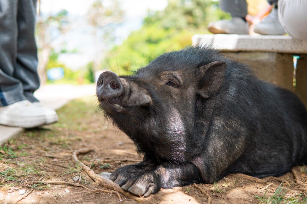 Julio Chanchitos Imagen el minipig que en Medellín enseña a los niños a cuidar la vida