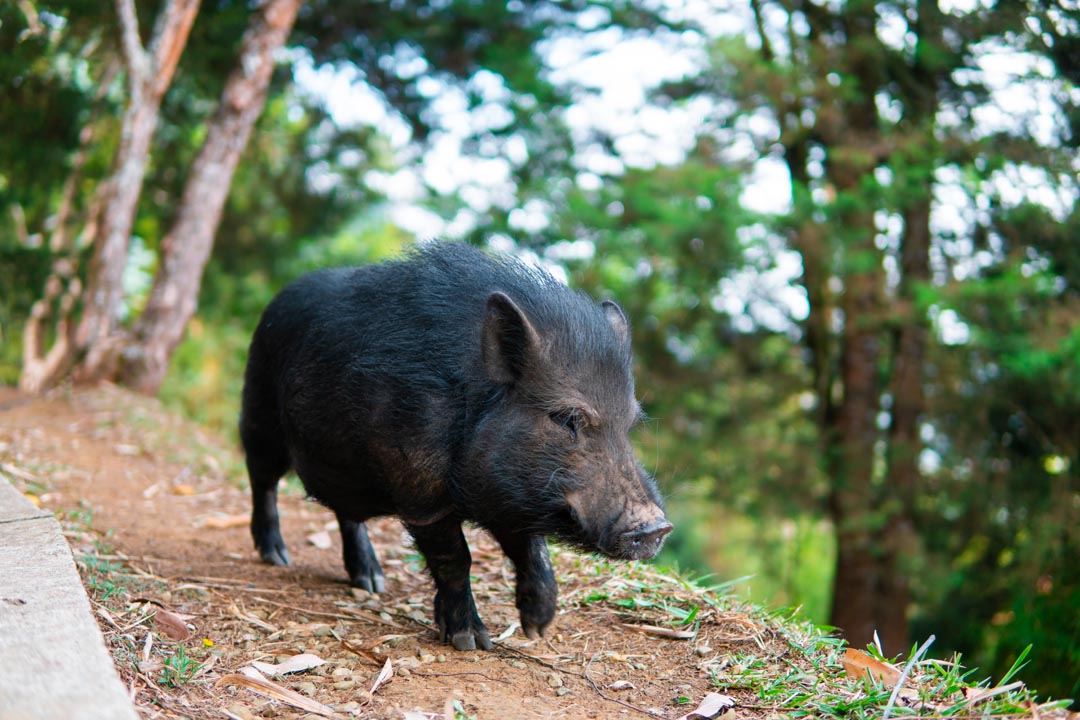 Imagen el minipig que en Medellín enseña a los niños a cuidar la vida