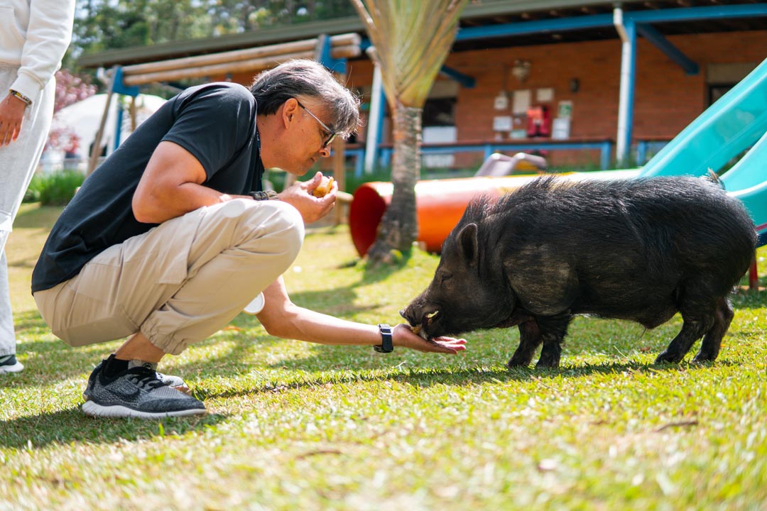 Imagen el minipig que en Medellín enseña a los niños a cuidar la vida