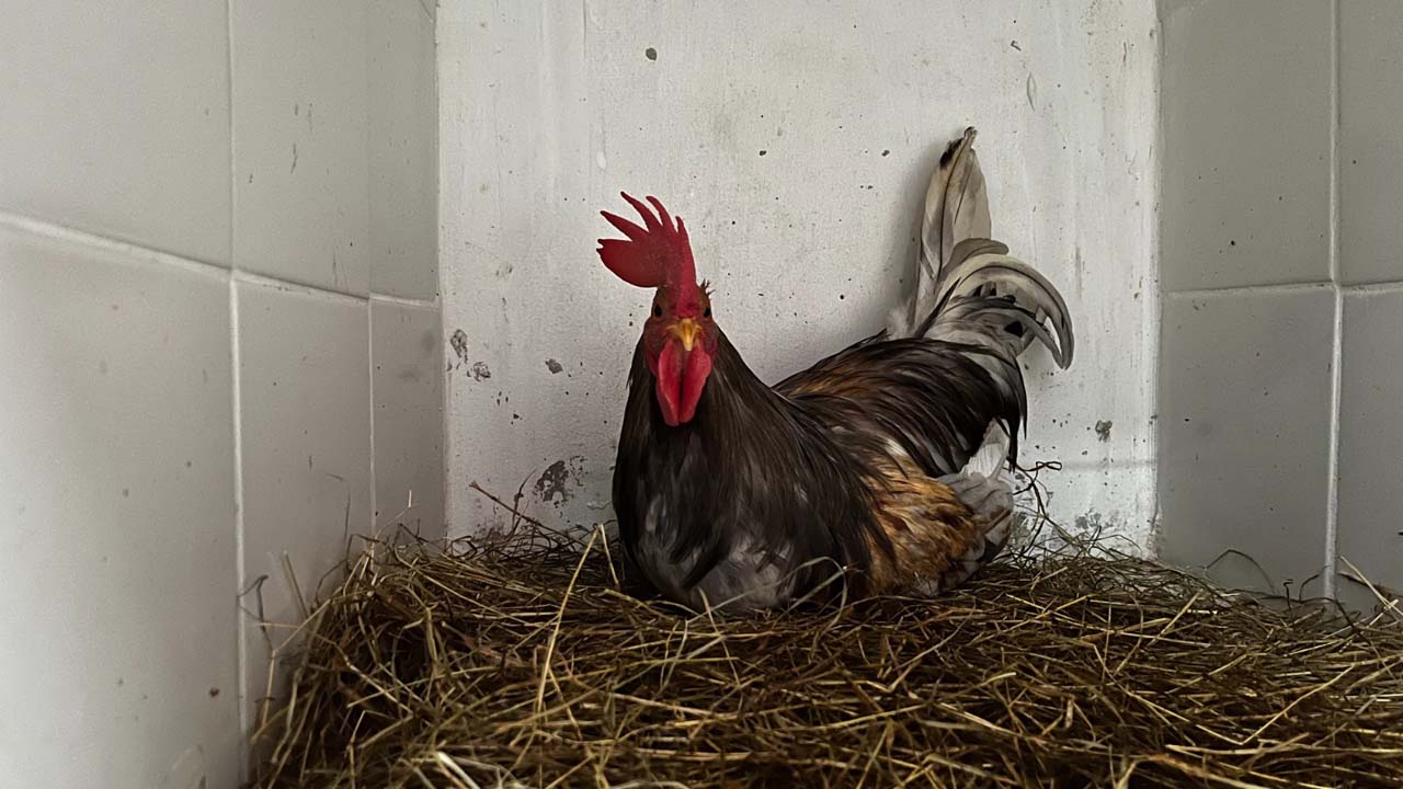 Imagen gallina en un colegio de Medellín (1)