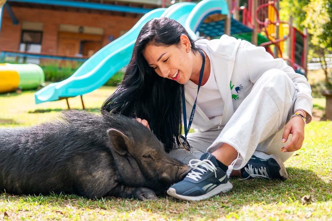 Imagen minipig vietnamita que fue adoptado en un colegio de Medellín (3)