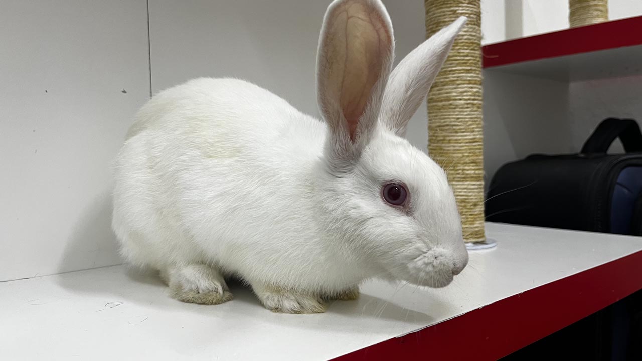 imagen Conejo blanco