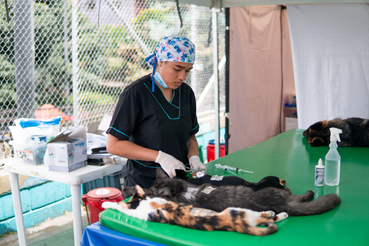 Imagen Alcaldía, la Perla, esterilizaciones de perros y gatos (5)