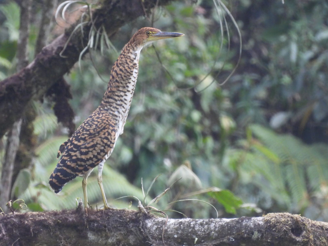 Imagen Medellín, Climate Week Biodiversity (3)