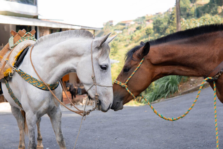 Imagen de dos caballos