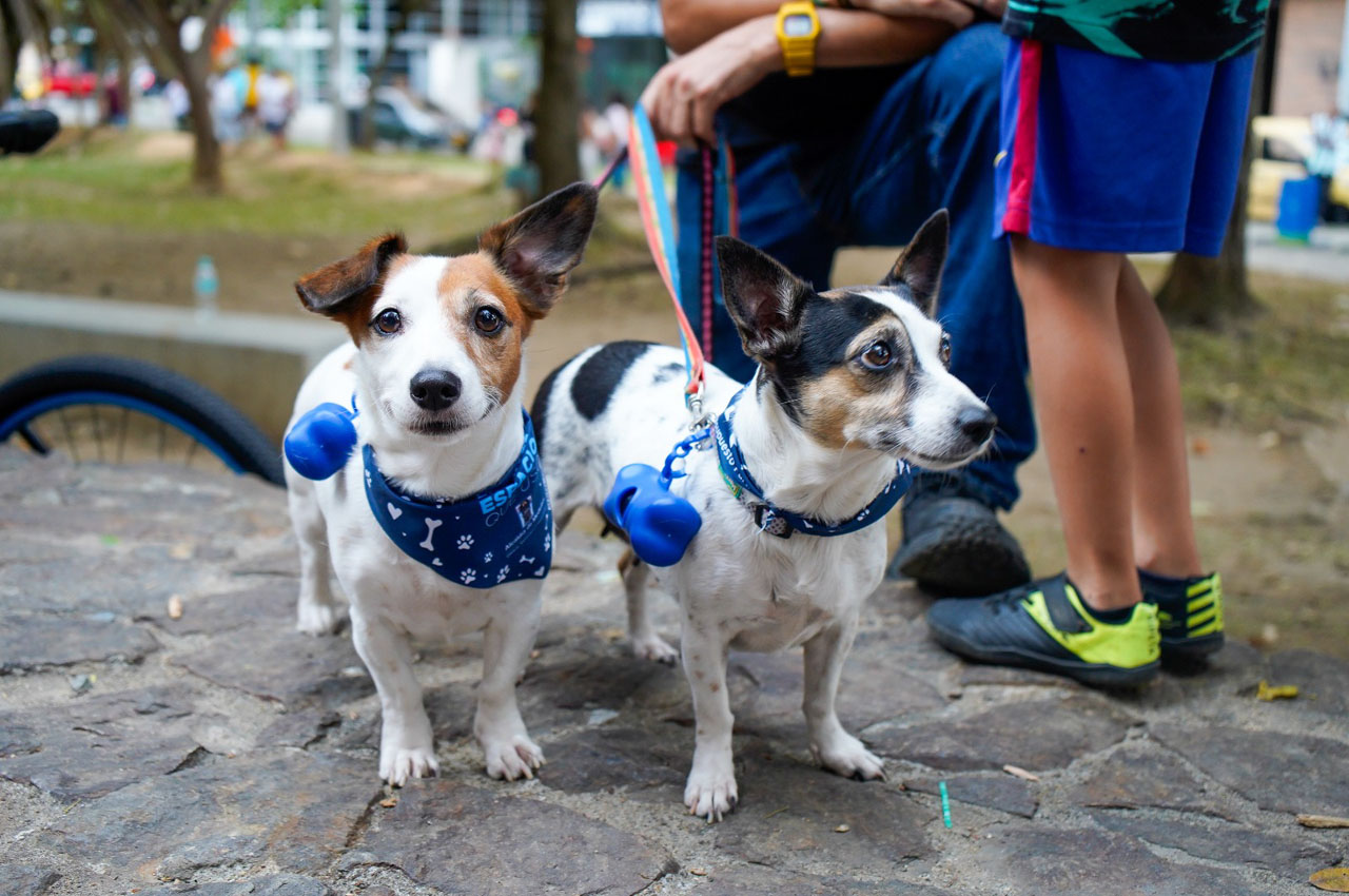 Imagen CoolPets (4)