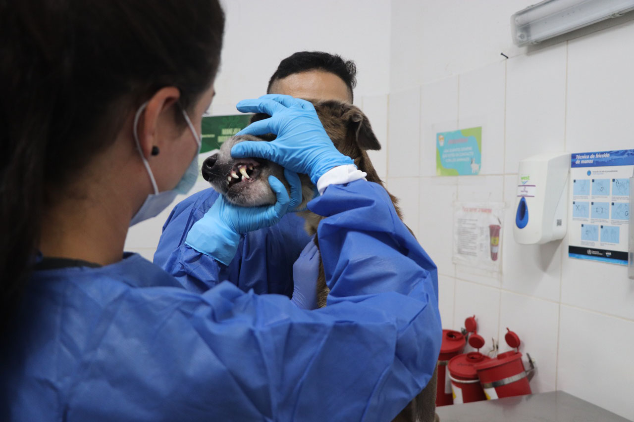 Imagen Distrito cuenta con plataforma para registrar animales de compañía y de manejo especial (1)
