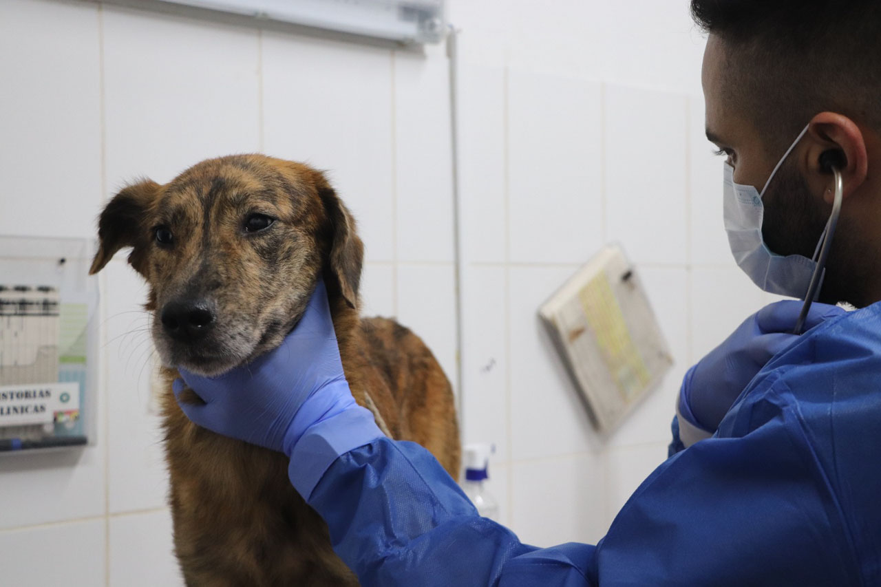 Distrito cuenta con plataforma para registrar animales de compañía y de manejo especial Imagen Distrito cuenta con plataforma para registrar animales de compañía y de manejo especial (3)