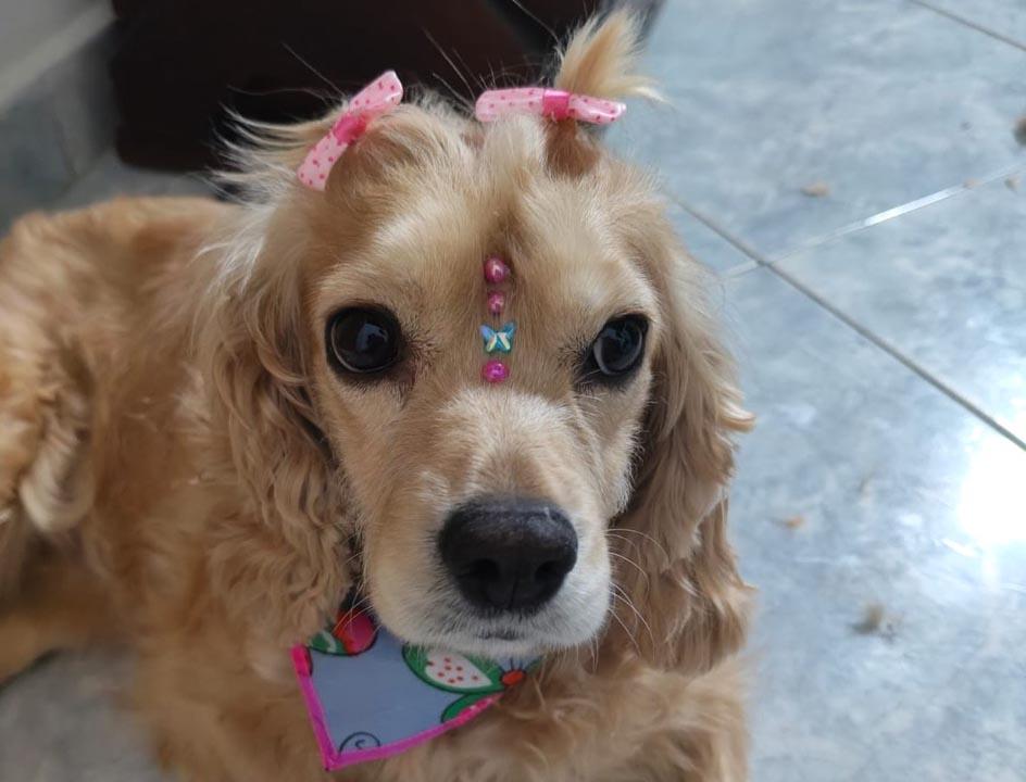 Perrita rescatada y adoptada Perrita rescatada y adoptada