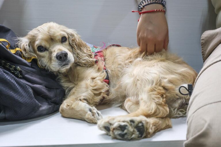 Imagen En Medellín hay una almojábana peluda Almojabana, perra rescatada y adoptada_1