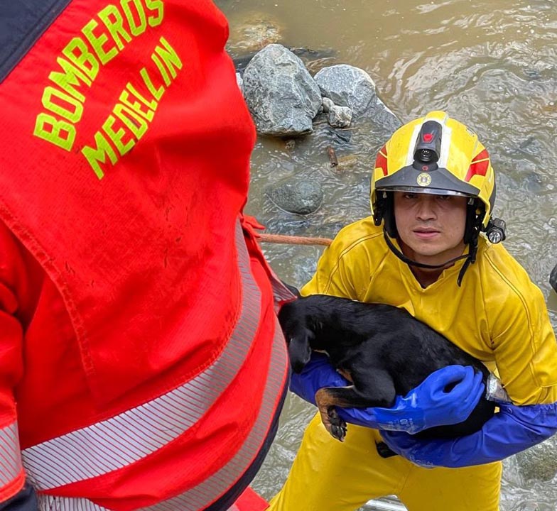 Perro rescatado por bomberos Imagen En Medellín hay una almojábana peluda Rescate 1