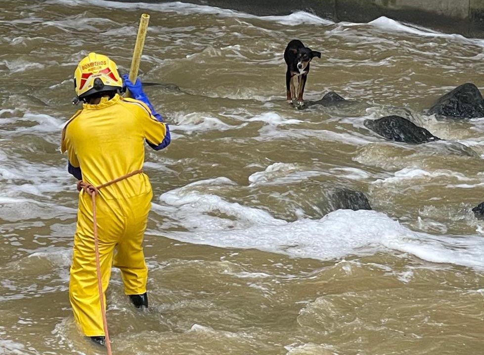 Rescate de los bomberos a perro en una quebrada imagen rescate