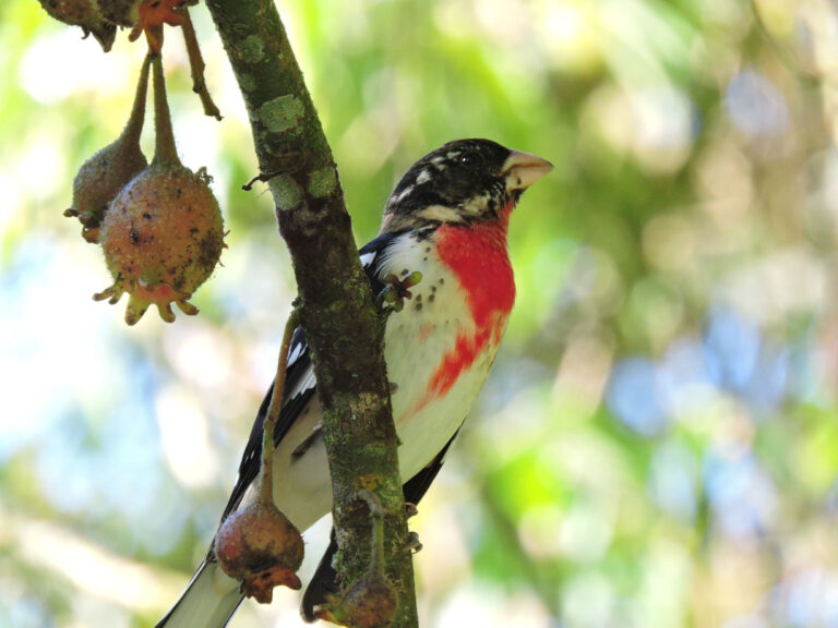 Imagen Festival de las Aves 2026 (2)