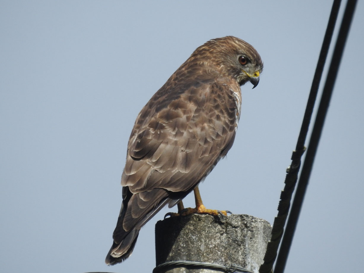 Imagen Festival de las Aves 2026 (6)
