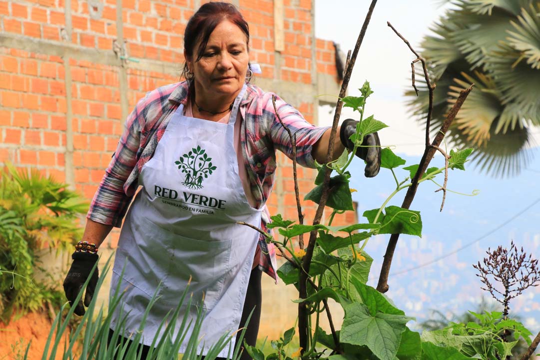 Imagen Medellín fortalece conocimientos para producir alimentos desde casa (1)