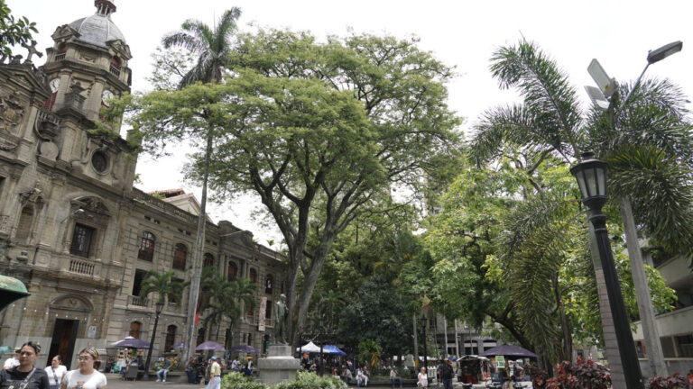 Imagen árboles urbanos (1)