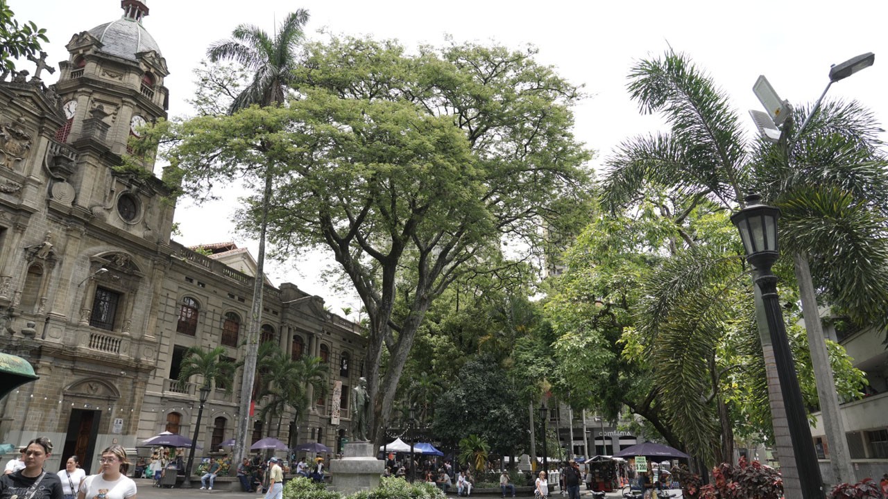 Imagen árboles urbanos (1)