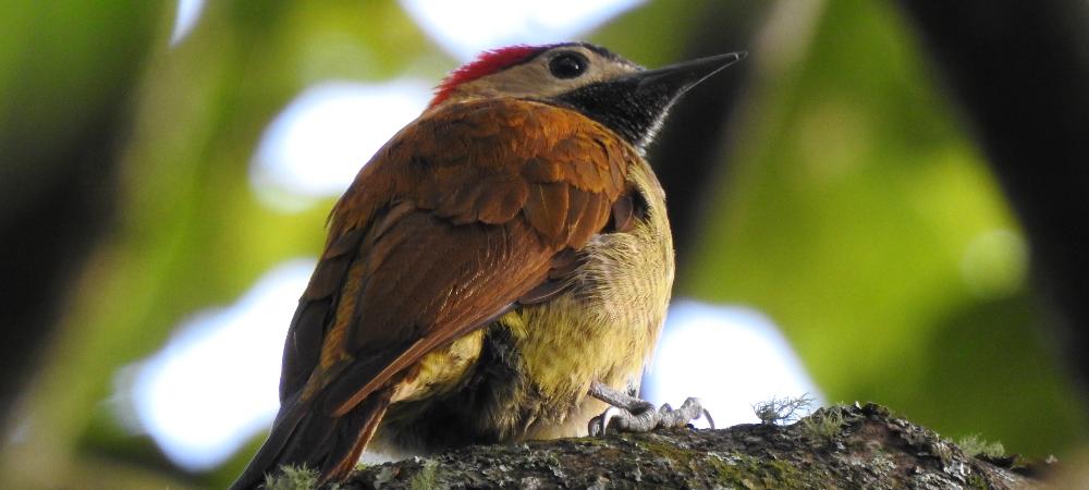 95 especies de animales fueron detectadas en 60 días de monitoreo en el Cerro de las Tres Cruces