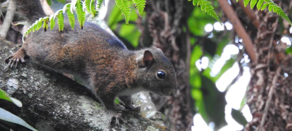 95 especies de animales fueron detectadas en 60 días de monitoreo en el Cerro de las Tres Cruces