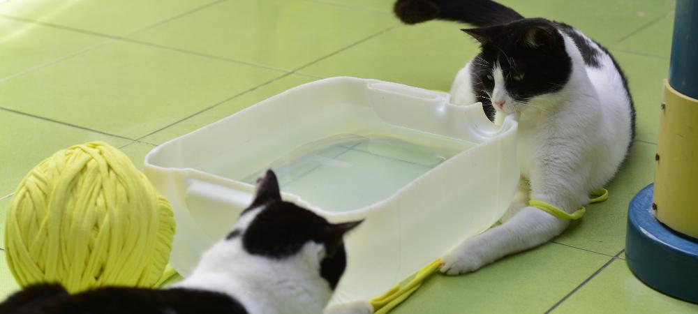 Centro de Bienestar Animal La Perla