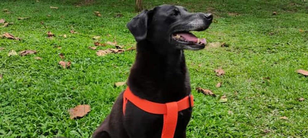 Centro de Bienestar Animal La Perla