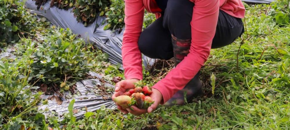 Campesinos de Santa Elena afectados por la fuerte granizada del jueves recibirán ayudas de la Alcaldía de Medellín