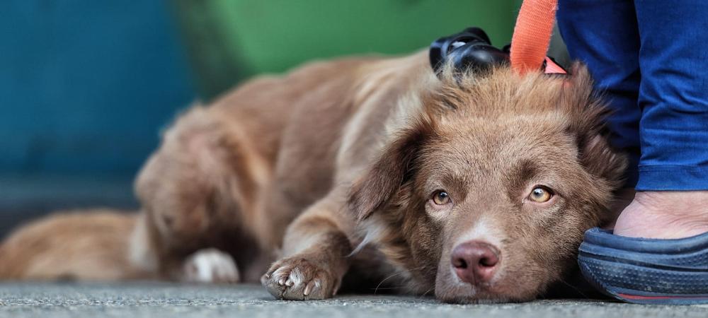 En Medellín se iniciaron las jornadas para esterilizar a más de 17.000 animales
