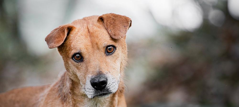 Con actividades especiales, este domingo se realiza jornada de adopciones de animales de compañía