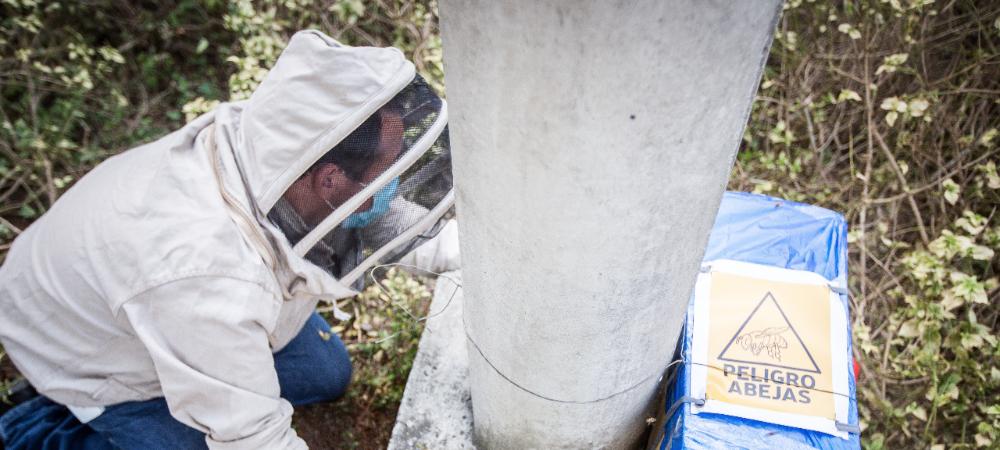 Alcaldía de Medellín entrega recomendaciones para evitar incidentes por abejas y avispas durante la temporada seca