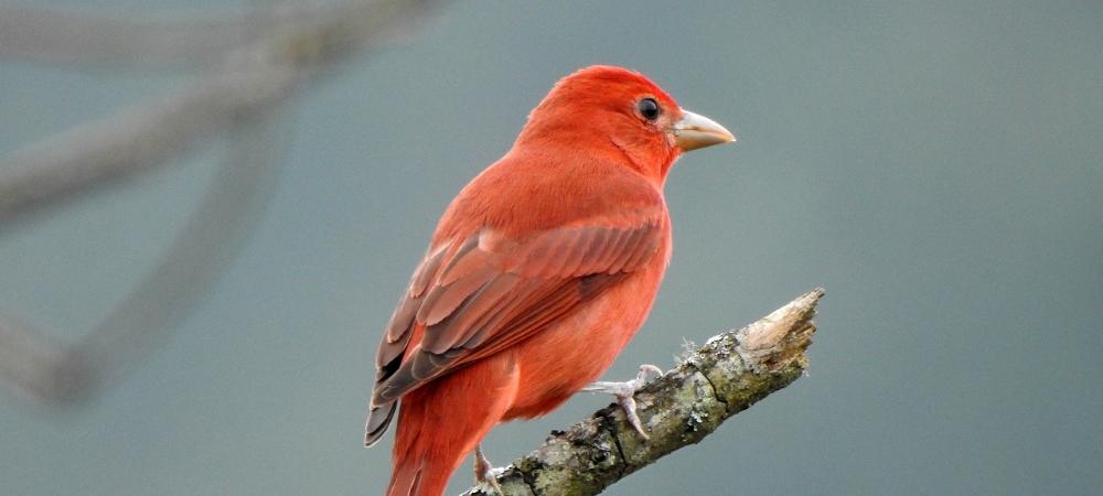 Por primera vez en Medellín es avistado un ejemplar juvenil de águila crestada, especie amenazada en el mundo