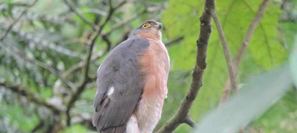 En el Alto de San Miguel fueron avistados un Gavilán Lagartero Bidentado y un Azor Cordillerano