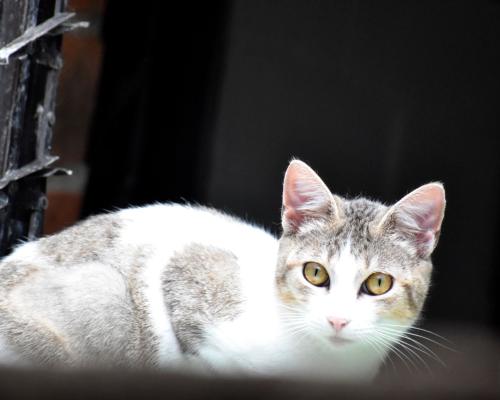 83 gatos ferales rescatados tienen un nuevo espacio en el Centro de Protección y Bienestar Animal La Perla