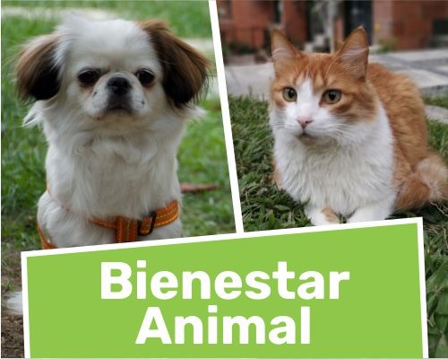 Bienestar animal